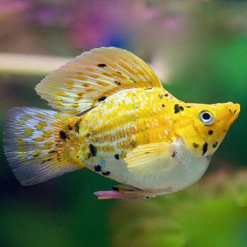 Poeciliidae sphenops - Leopard balloon molly M